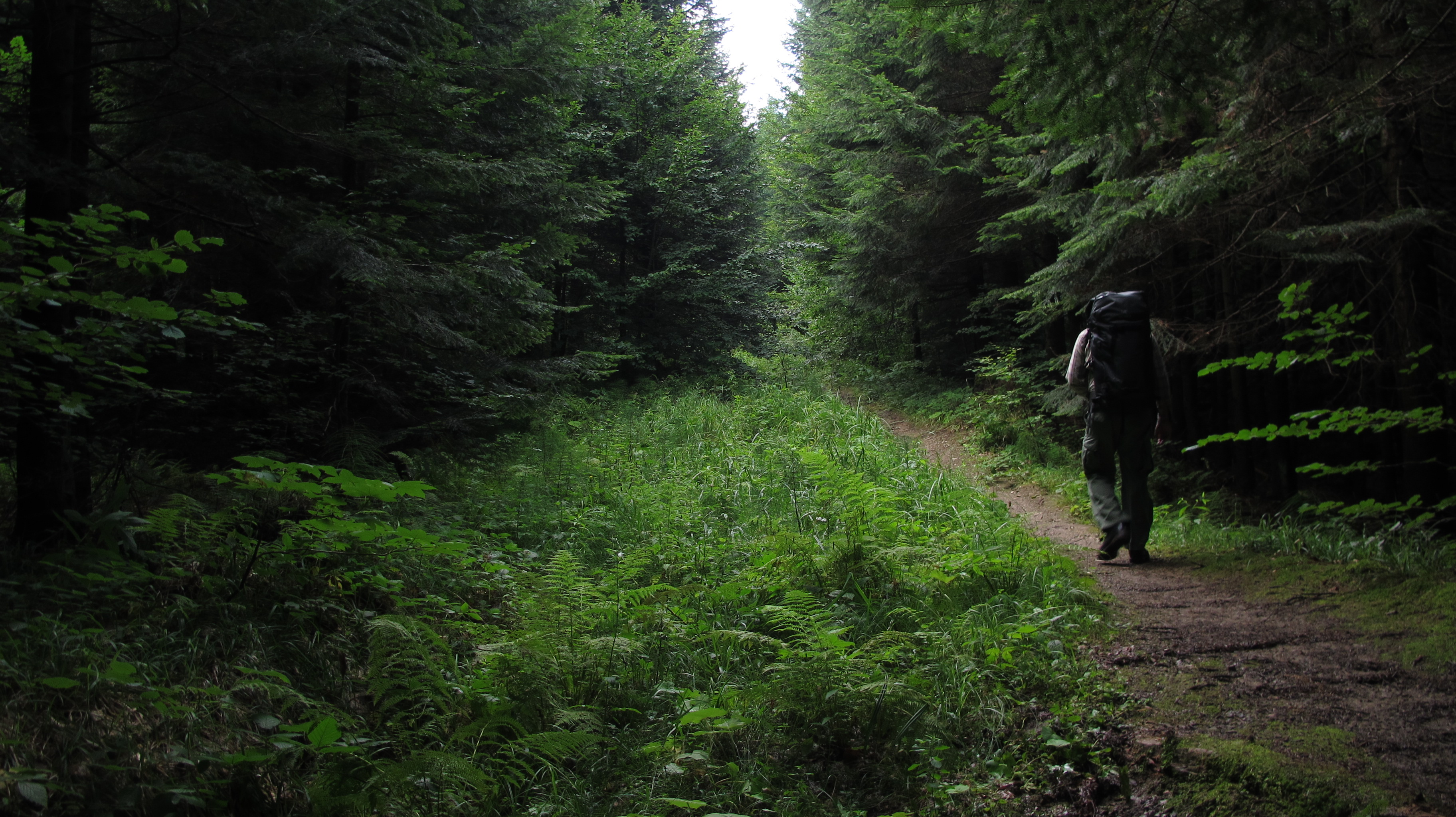 Forest Pathway